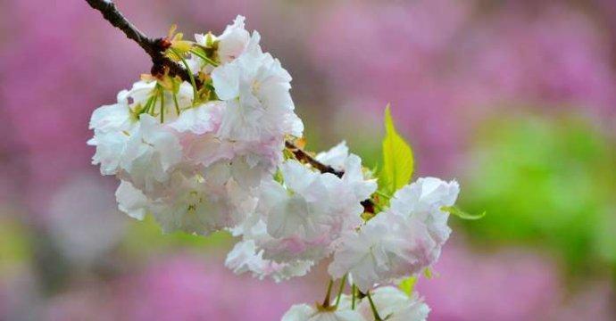 花语民俗意思是什么？如何理解各种花卉的民俗含义？