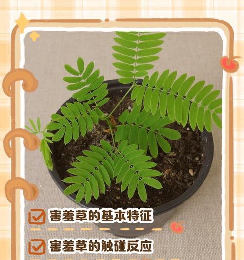 害羞花代表的寓意是什么？如何正确解读害羞花的花语？