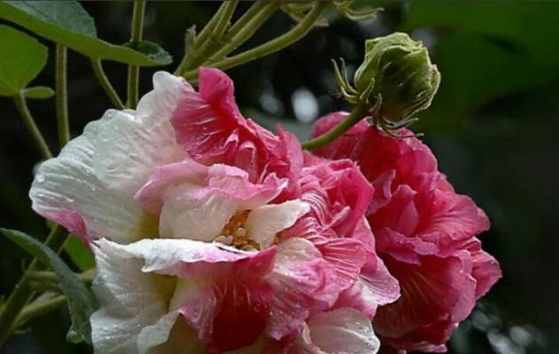 害羞花代表的寓意是什么？如何正确解读害羞花的花语？