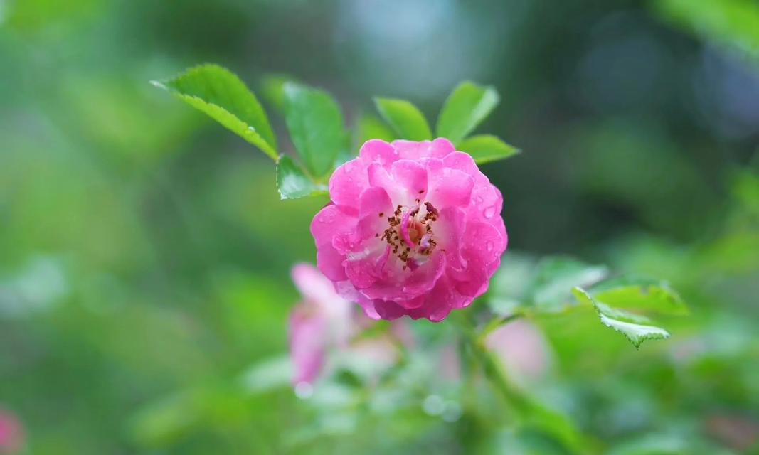 七月的花语是什么花？如何根据月份选择花卉？