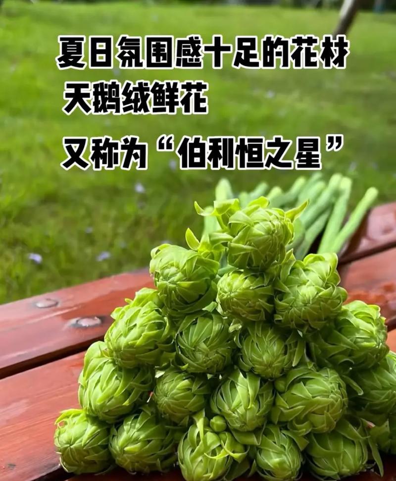 诋毁朋友的花语是什么？如何正确表达歉意？