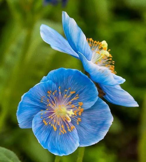 象征纯净的蓝色花是什么花？蓝色花的花语有哪些？