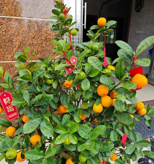 象征喜庆开门红的花是什么花？如何选购寓意吉祥的花卉？