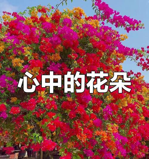 象征喜庆开门红的花是什么花？如何选购寓意吉祥的花卉？