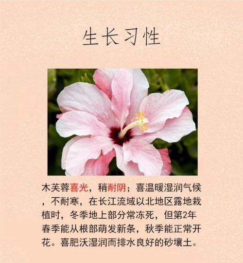 荣华花象征着什么？荣华花的寓意有哪些常见疑问解答？