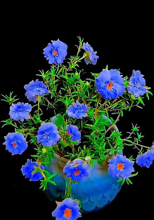 象征爱与罪恶的花是什么花？这种花的花语和象征意义是什么？