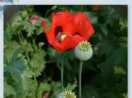 象征爱与罪恶的花是什么花？这种花的花语和象征意义是什么？