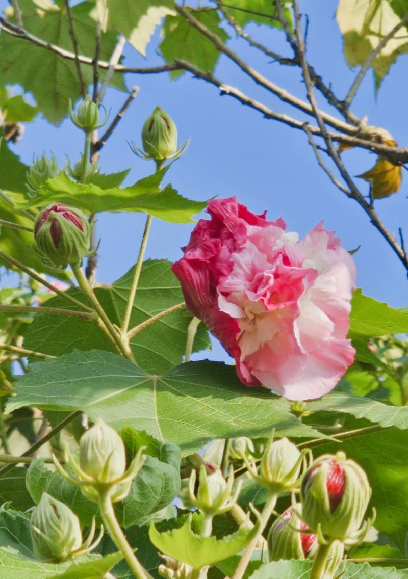象征爱与罪恶的花是什么花？这种花的花语和象征意义是什么？