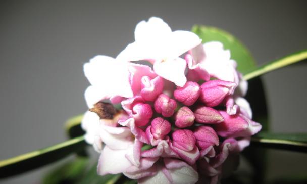 瑞香花的花语是什么？如何正确解读瑞香花的含义？