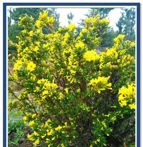 瑞香花的花语是什么？如何正确解读瑞香花的含义？