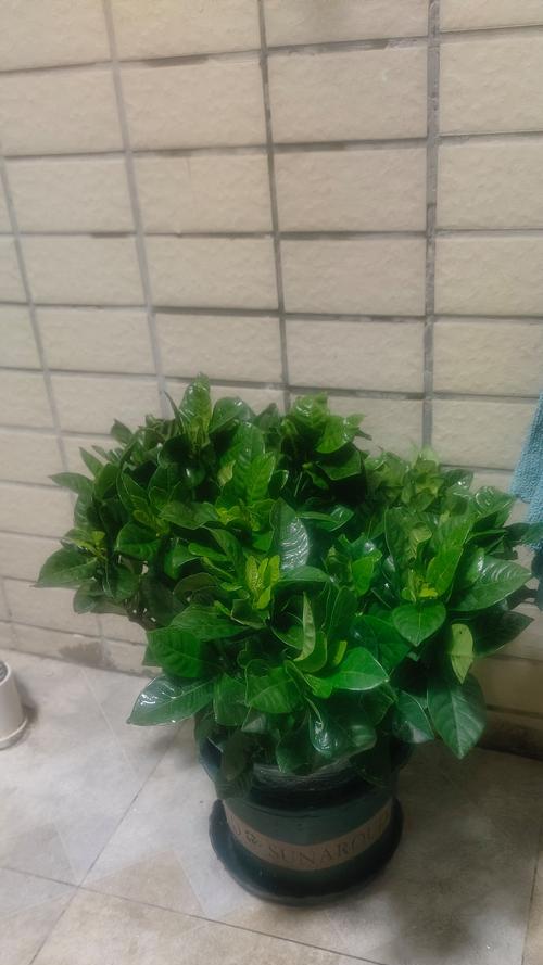 大朵牡丹栀子花的寓意是什么？如何正确解读其象征意义？