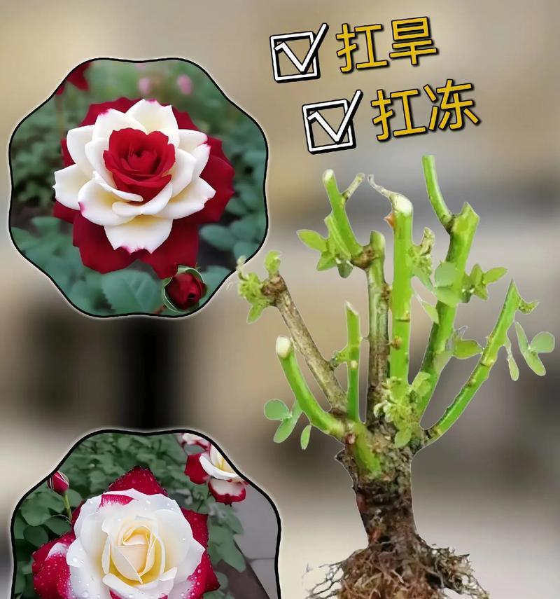 什么花象征竞争人的爱情？如何选择代表竞争的花卉？