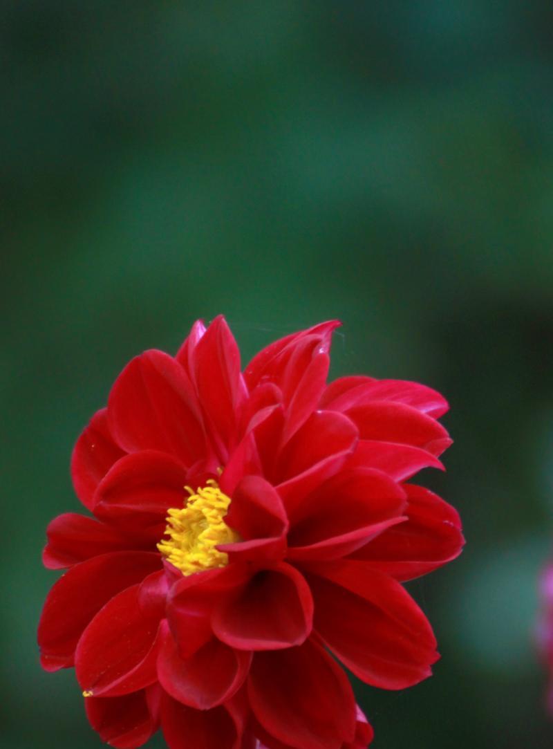 土豆子的花语是什么？了解土豆子花语的含义和象征意义？