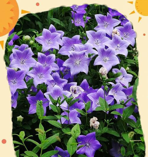 桔梗花的花语和寓意是什么意思？如何正确理解？