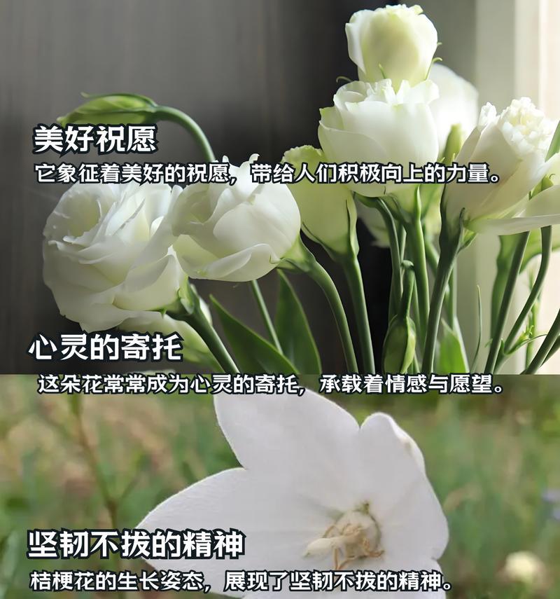 桔梗花的花语和寓意是什么意思？如何正确理解？