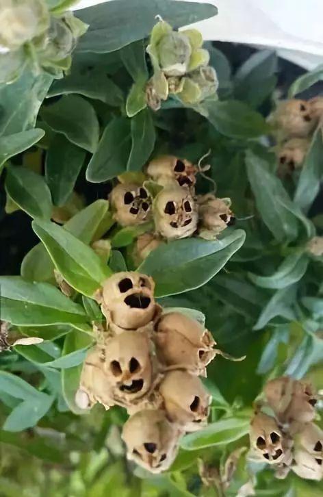 恐怖花花的花语是什么？这种独特花卉背后隐藏的含义是什么？