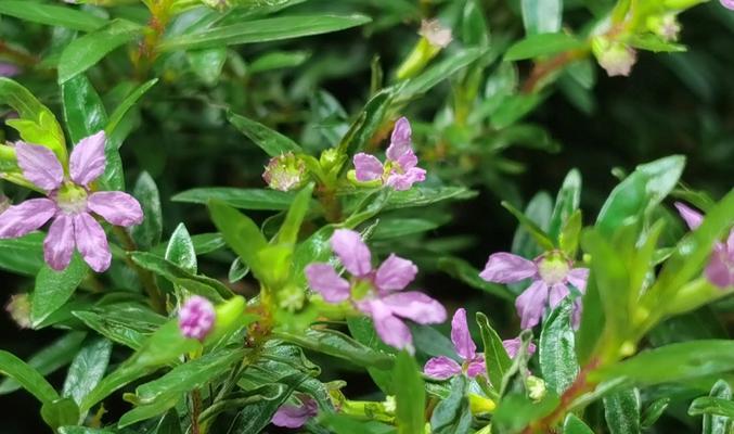 恐怖花花的花语是什么？这种独特花卉背后隐藏的含义是什么？