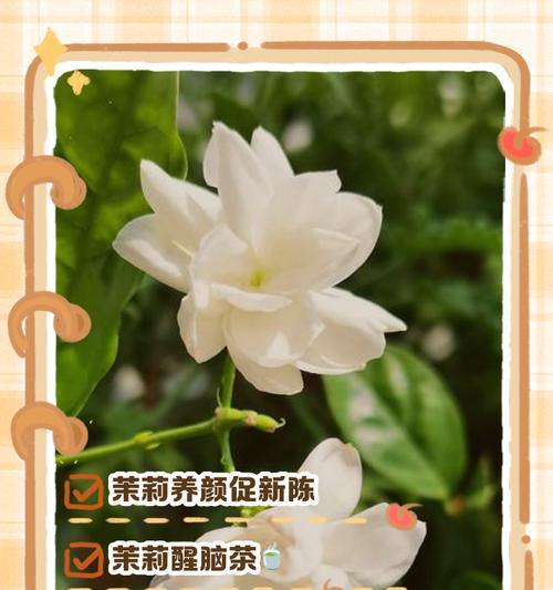 茉莉花的花语是什么？如何用茉莉花表达爱意？