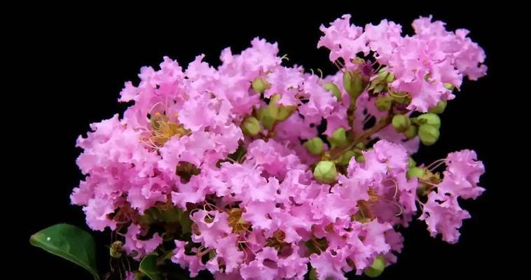 有寓意和积极意义的花是什么花？如何选择寓意积极的花卉？