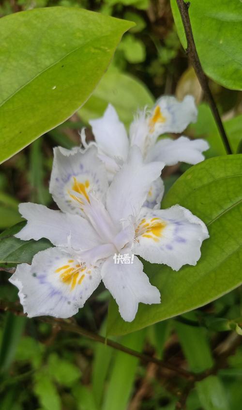 什么花象征友情？揭秘友情花语背后的故事？