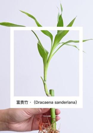 富贵竹的花语是什么？如何正确解读富贵竹的含义？