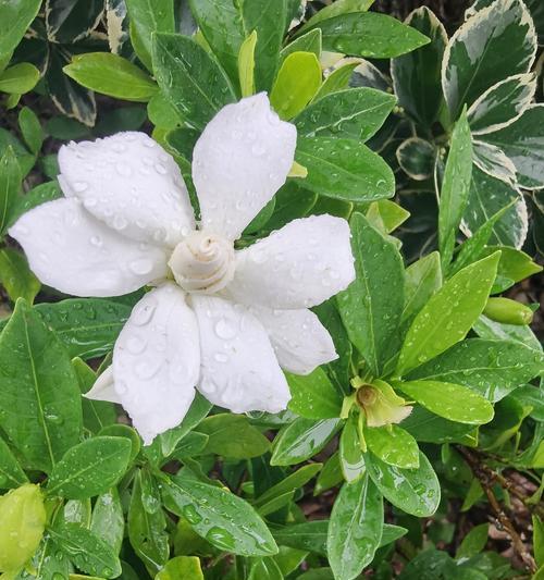 象征着洁白单纯的花朵是什么花？如何识别和养护这种花？