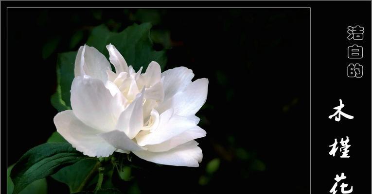象征着洁白单纯的花朵是什么花？如何识别和养护这种花？