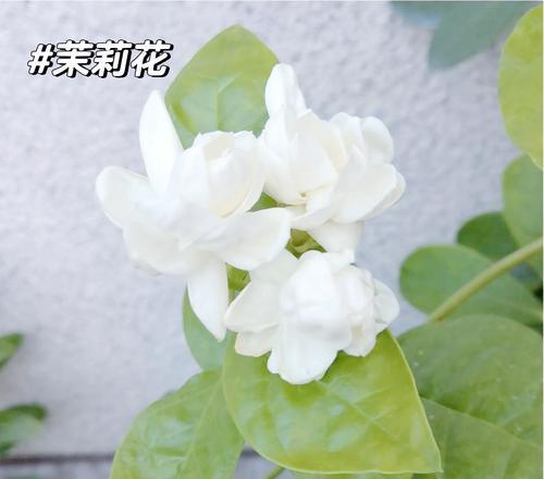象征着洁白单纯的花朵是什么花？如何识别和养护这种花？