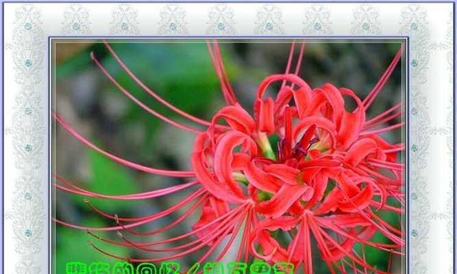 熏衣草的花语是什么梗？如何正确理解熏衣草的含义？