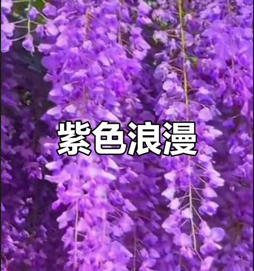 紫色的花象征着什么？它们的意义有哪些？