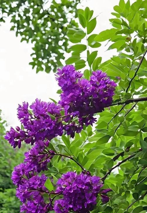 紫色的花象征着什么？它们的意义有哪些？