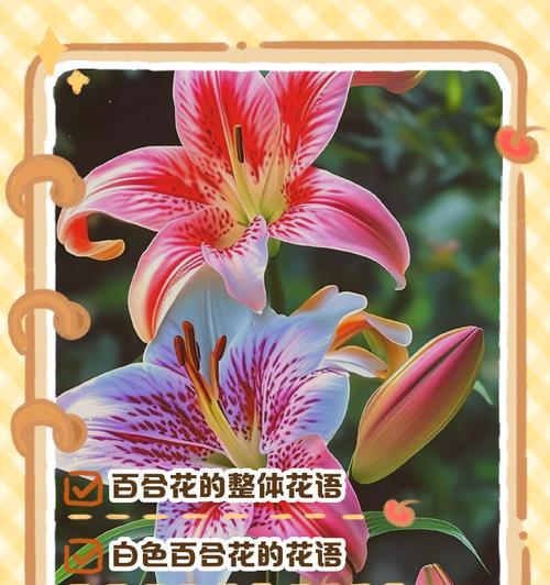 红百合花的花语是什么？如何正确解读红百合的含义？