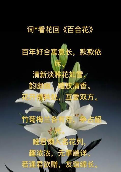 红百合花的花语是什么？如何正确解读红百合的含义？