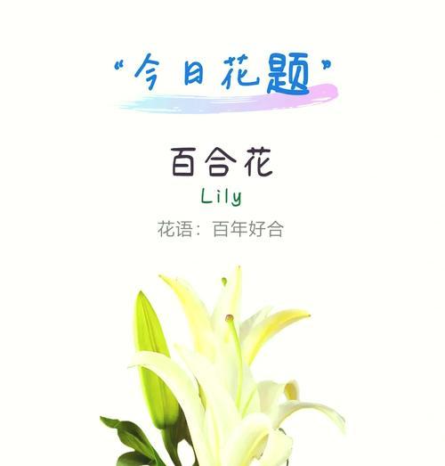 红百合花的花语是什么？如何正确解读红百合的含义？