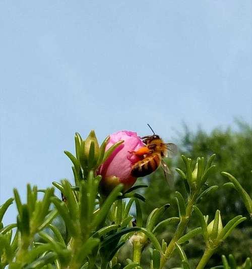 测评蜜蜂的花语是什么？如何解读蜜蜂的花语含义？