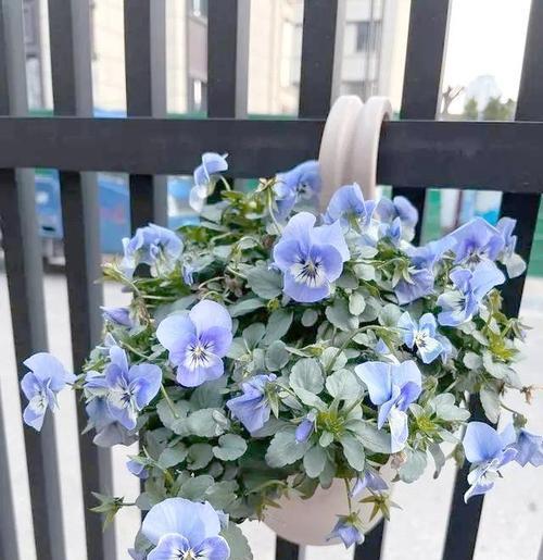 搬新家阳台适合摆放哪些花卉？