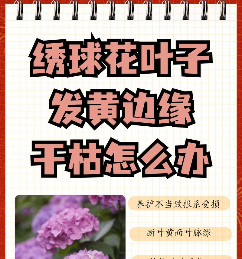 植物叶子边缘一圈发黄的原因是什么？