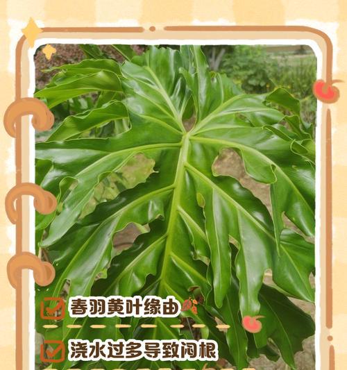植物叶子边缘一圈发黄的原因是什么？