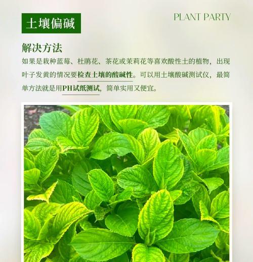 植物叶子边缘一圈发黄的原因是什么？