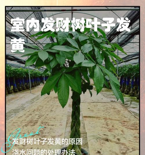 发财树发黄掉叶子怎么救？如何处理发财树的常见问题？