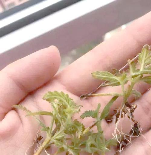 外窗台养花技巧有哪些？如何正确选择适合的植物？