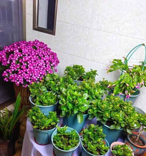 外窗台养花技巧有哪些？如何正确选择适合的植物？