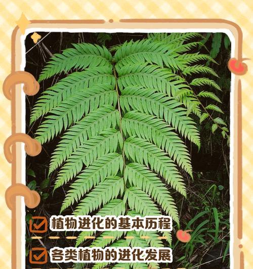藻类为何被归类为原生植物？