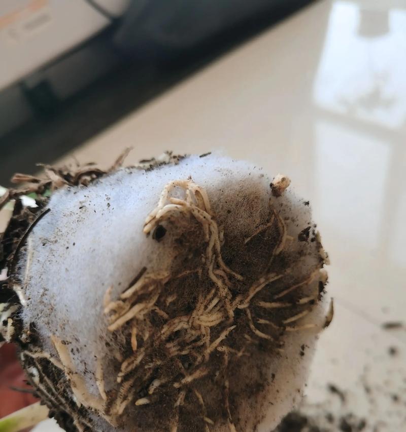 朱顶红不开花怎么办？如何促进其开花？