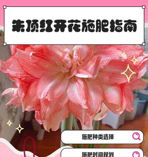 朱顶红不开花怎么办？如何促进其开花？
