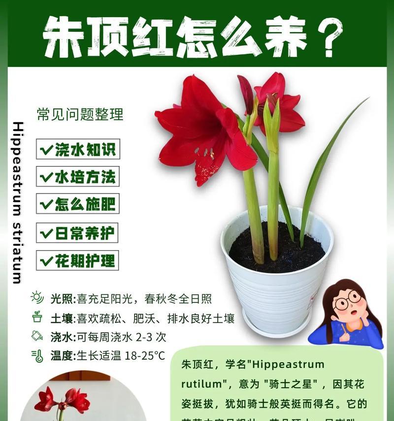 朱顶红不开花怎么办？如何促进其开花？
