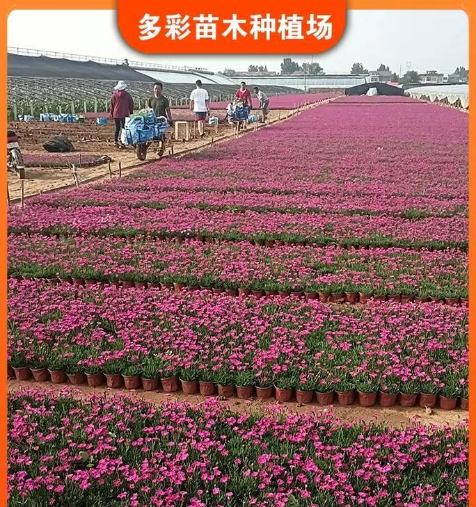 奉节地区有哪些野生花卉品种？