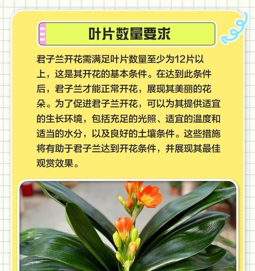 蓝叶君子兰的由来是什么？