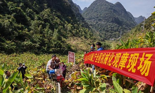 旱藕种植和栽培技术包含哪些要点？