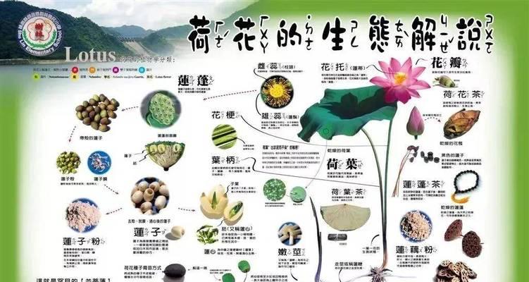 旱藕种植和栽培技术包含哪些要点？
